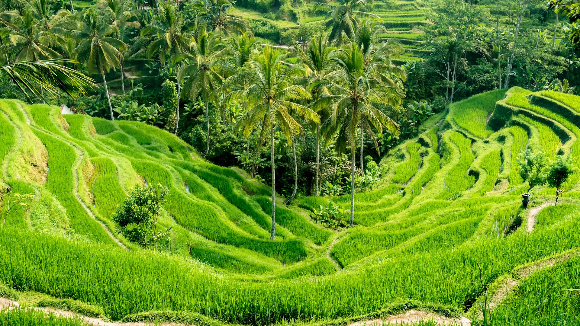 Best Time to Visit Bali